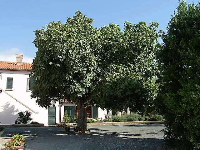 Farm stay Fattoria La Steccaia Villa Riparbella